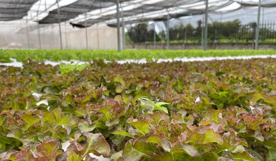 花卉公司名称大全简单大气 优选290个