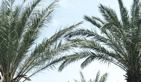 寓意好的绿化公司名称 特选270个